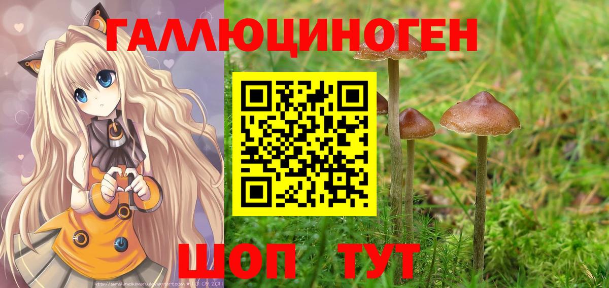 Борзя  Псилоцибиновые грибы Cubensis  Вход с VPN 